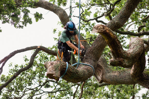 Best Emergency Tree Removal  in Glenrock, WY